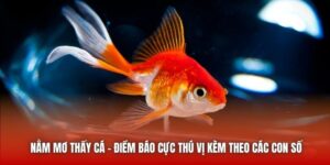 Nằm Mơ Thấy Cá - Điềm Báo Cực Thú Vị Kèm Theo Các Con Số