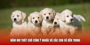 Nằm Mơ Thấy Chó Cùng Ý Nghĩa Và Các Con Số Bên Trong