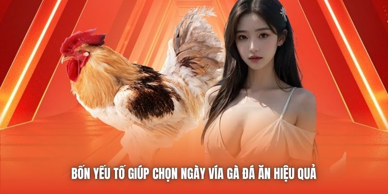 Bốn yếu tố giúp chọn ngày vía gà đá ăn hiệu quả 