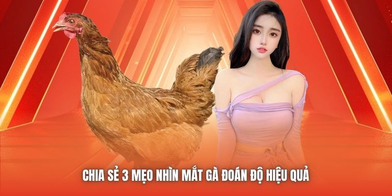 Chia sẻ 3 mẹo nhìn mắt gà đoán độ hiệu quả