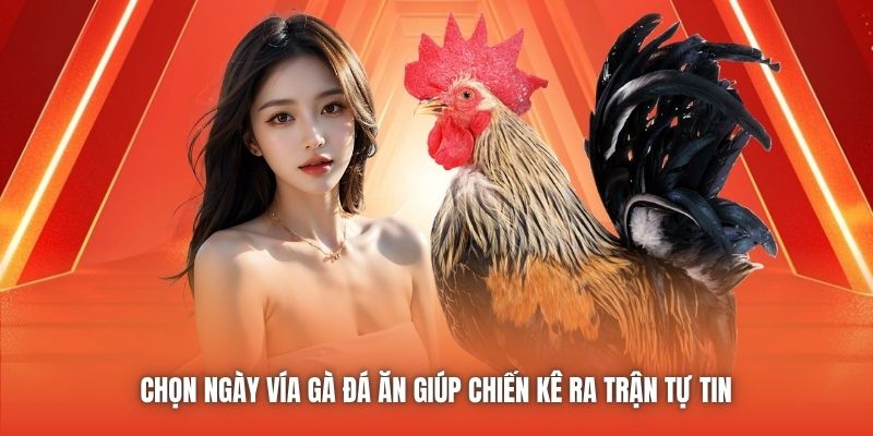 Chọn ngày vía gà đá ăn giúp chiến kê ra trận tự tin 
