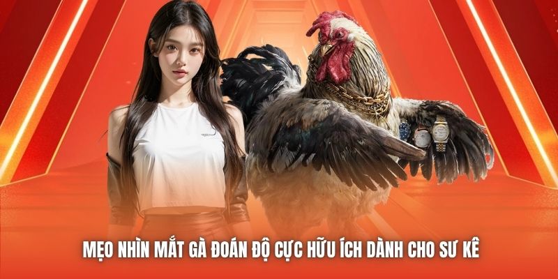 Mẹo nhìn mắt gà đoán độ cực hữu ích dành cho sư kê