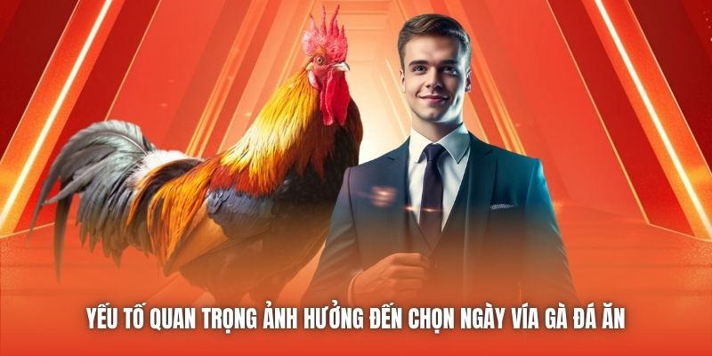 Yếu tố quan trọng ảnh hưởng đến chọn ngày vía gà đá ăn 